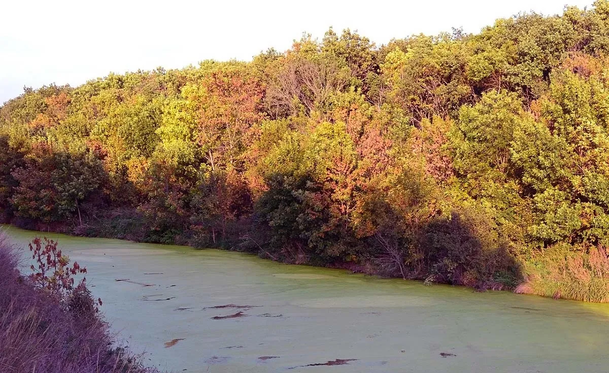 Щепкинский лес