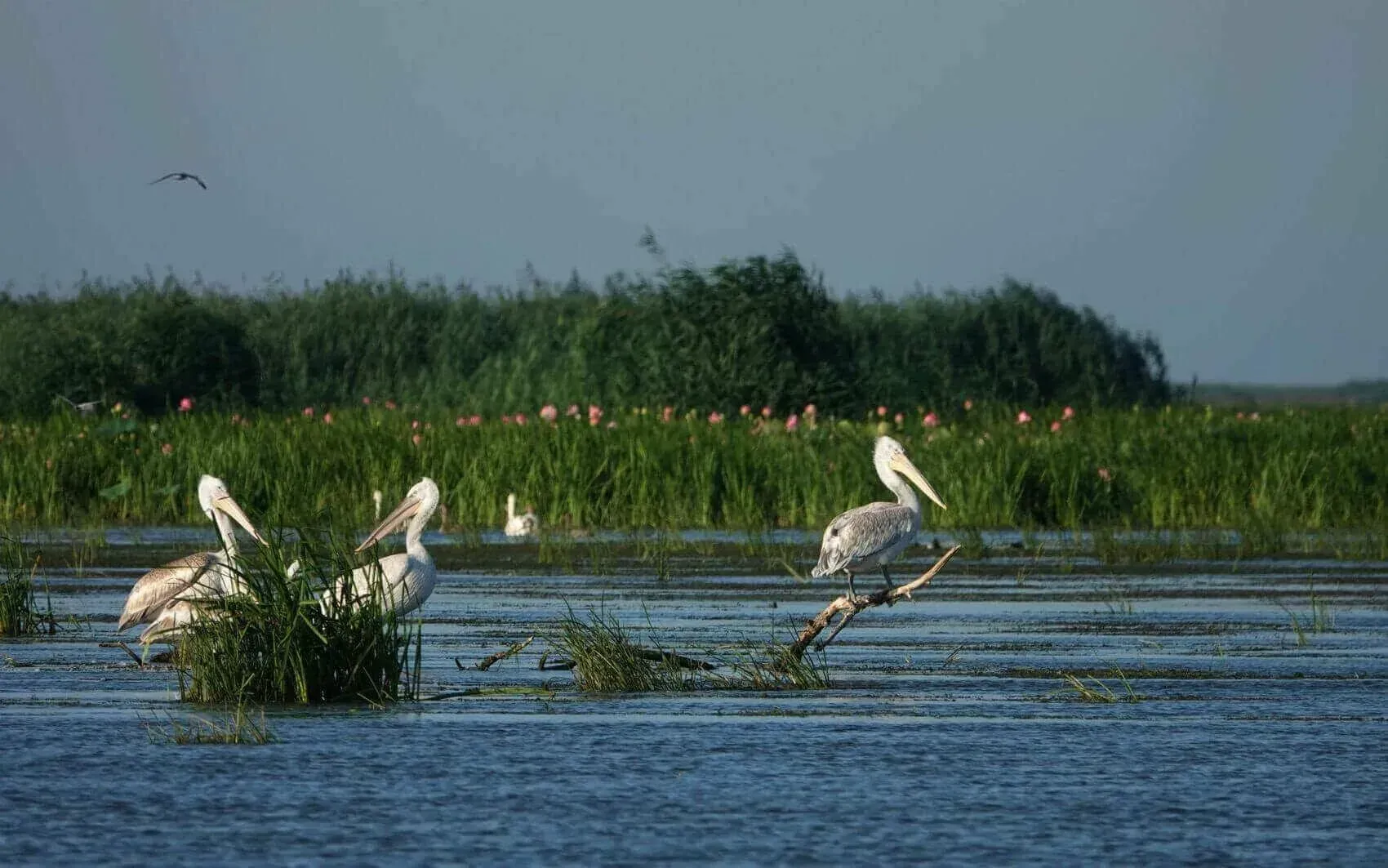 Фототуры по Астраханской области: лучшие локации для съёмки природы