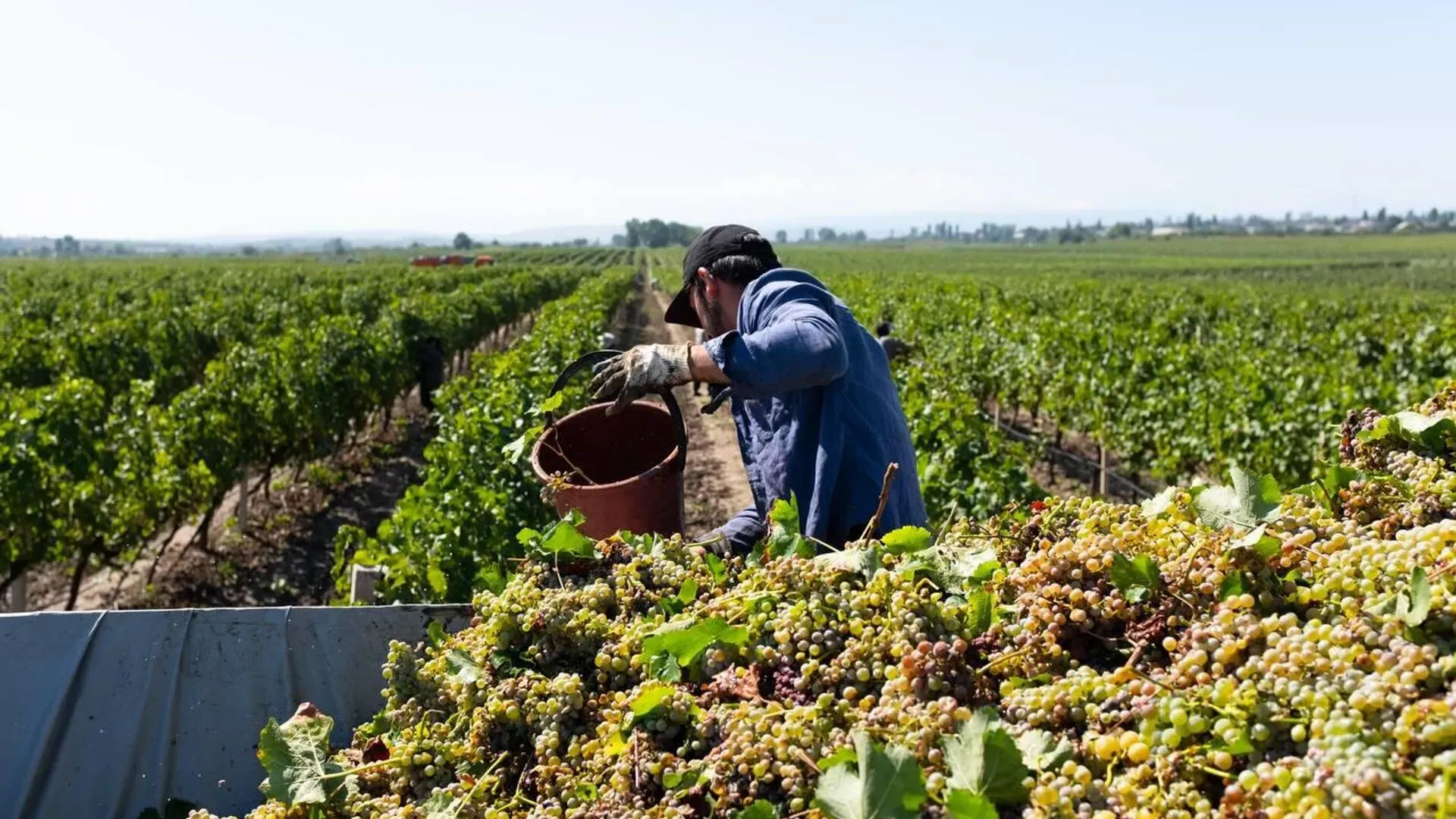 Сельское хозяйство Дагестана: виноградники, оливки и фермерские продукты