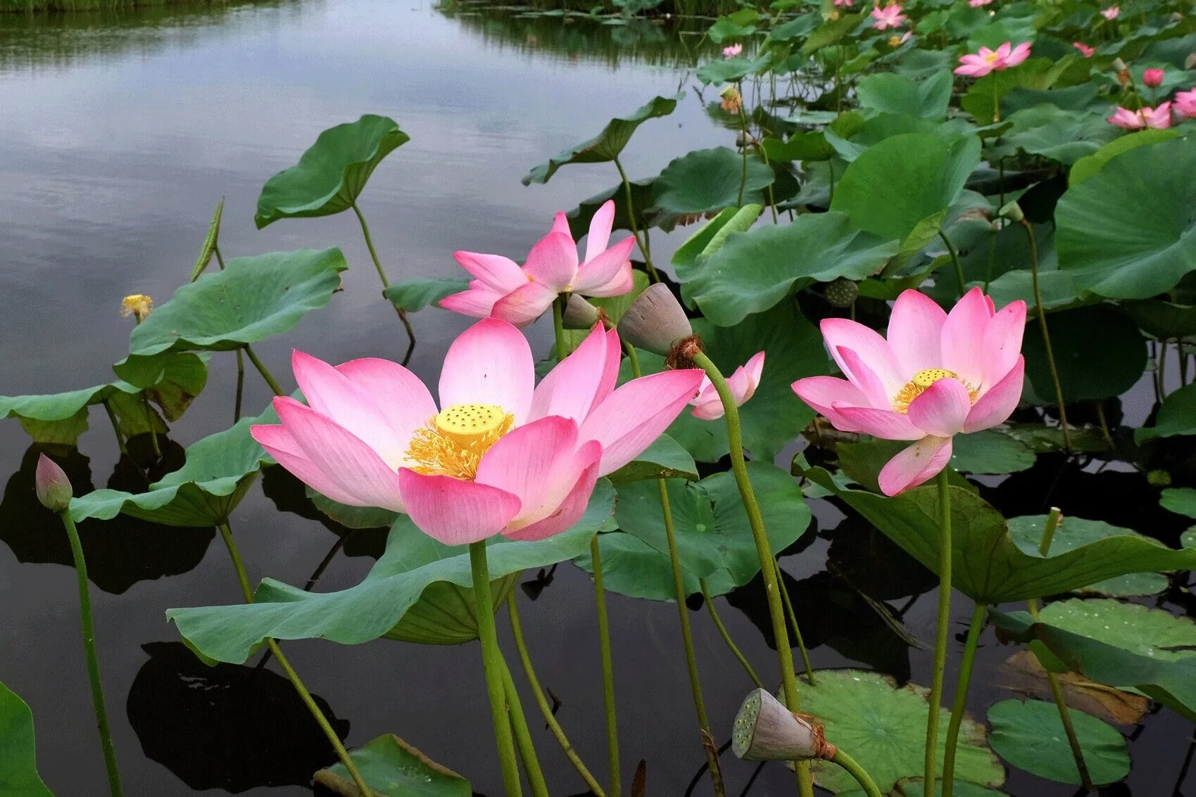 Астраханские фестивали и народные праздники: календарь событий на год