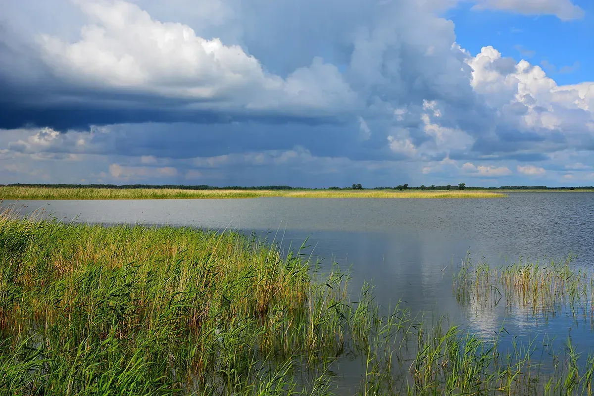 Озеро Кабанье в Шипуновском районе: орнитологический рай