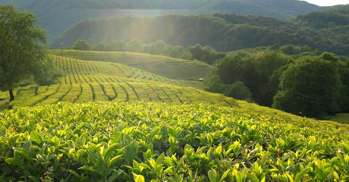Экскурсия на чайные плантации в Краснодарском крае: где и как