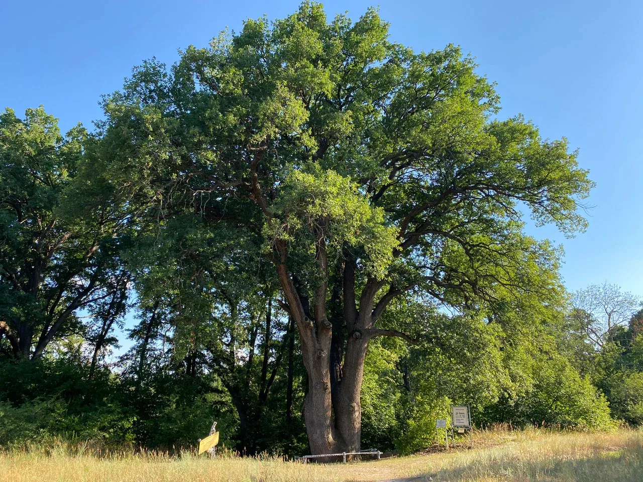 Дуб-великан в станице Вёшенская
