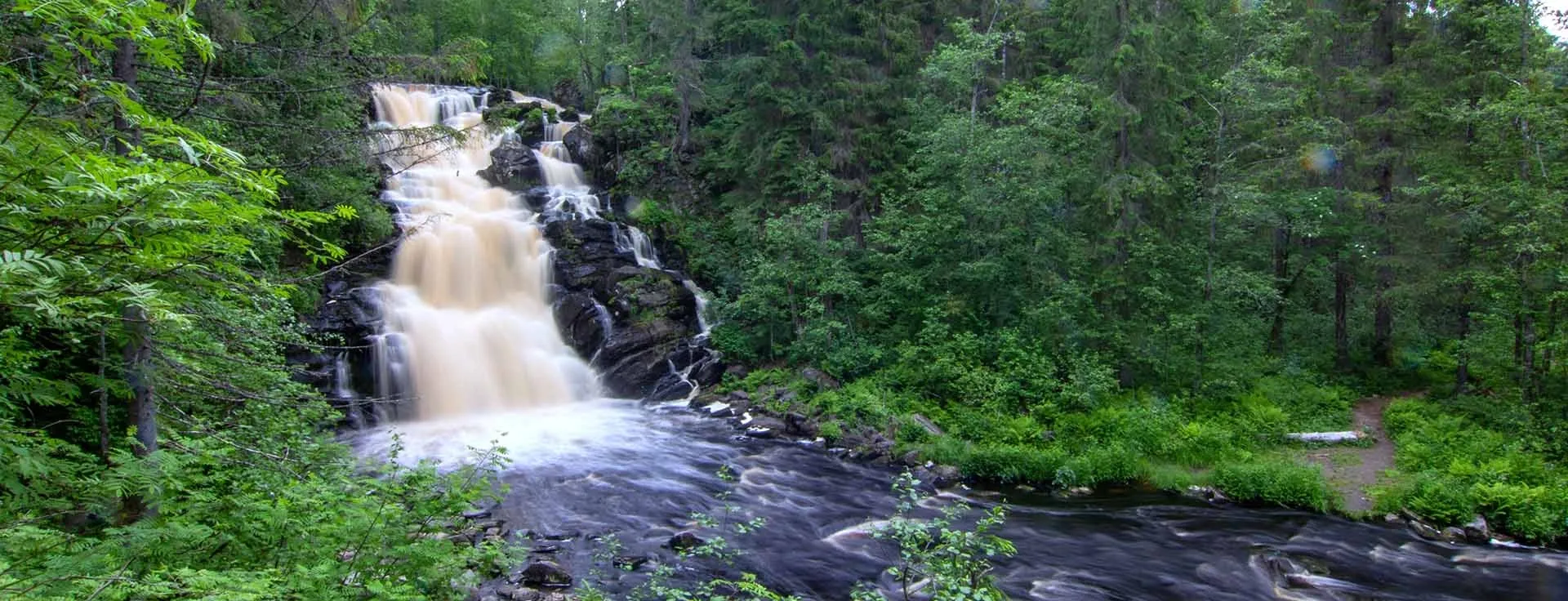 Флора и фауна Карелии: девственная природа северного края