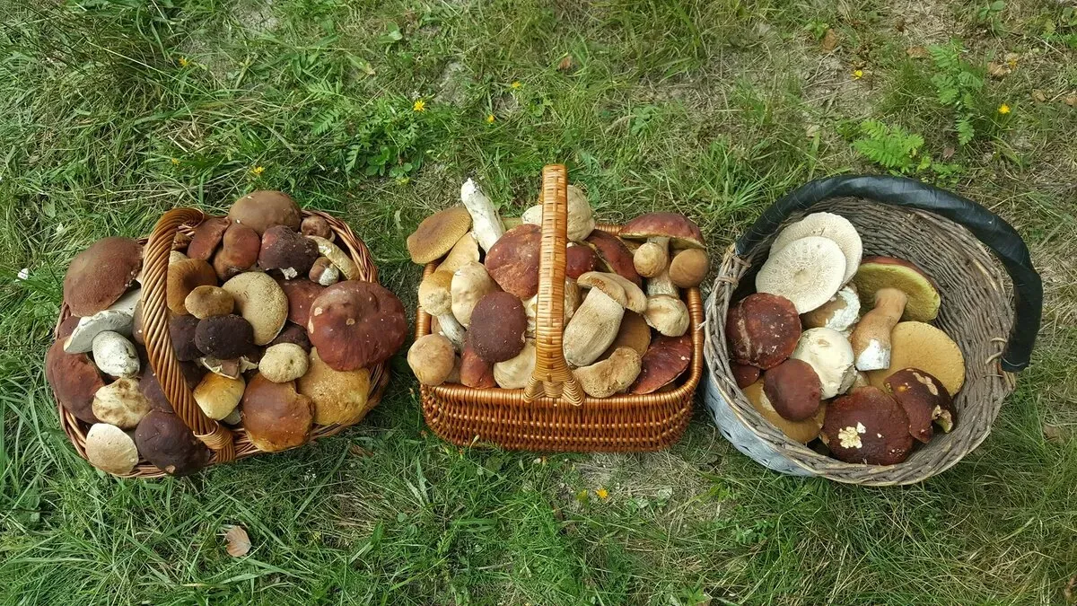 Грибные места Тульской области: сезонный гид