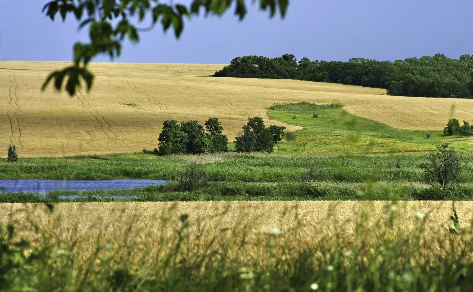 Флора и фауна Ставропольского края: природное разнообразие предкавказских степей