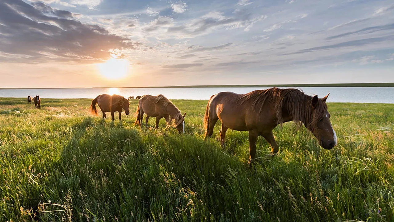Флора и фауна Ростовской области: природное разнообразие донского края