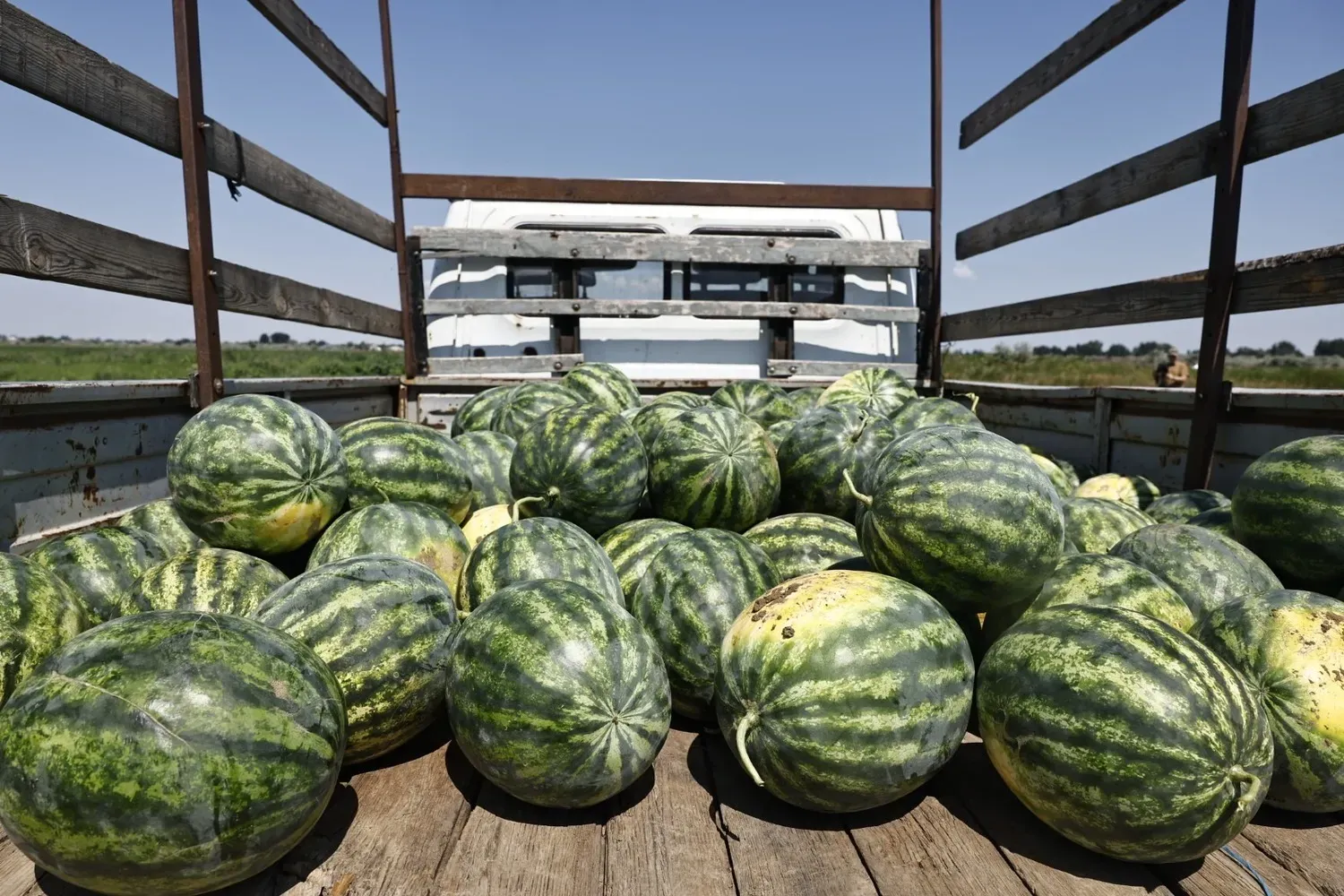 Фермерские продукты Астраханской области: арбузы, рыба и мед с Волги