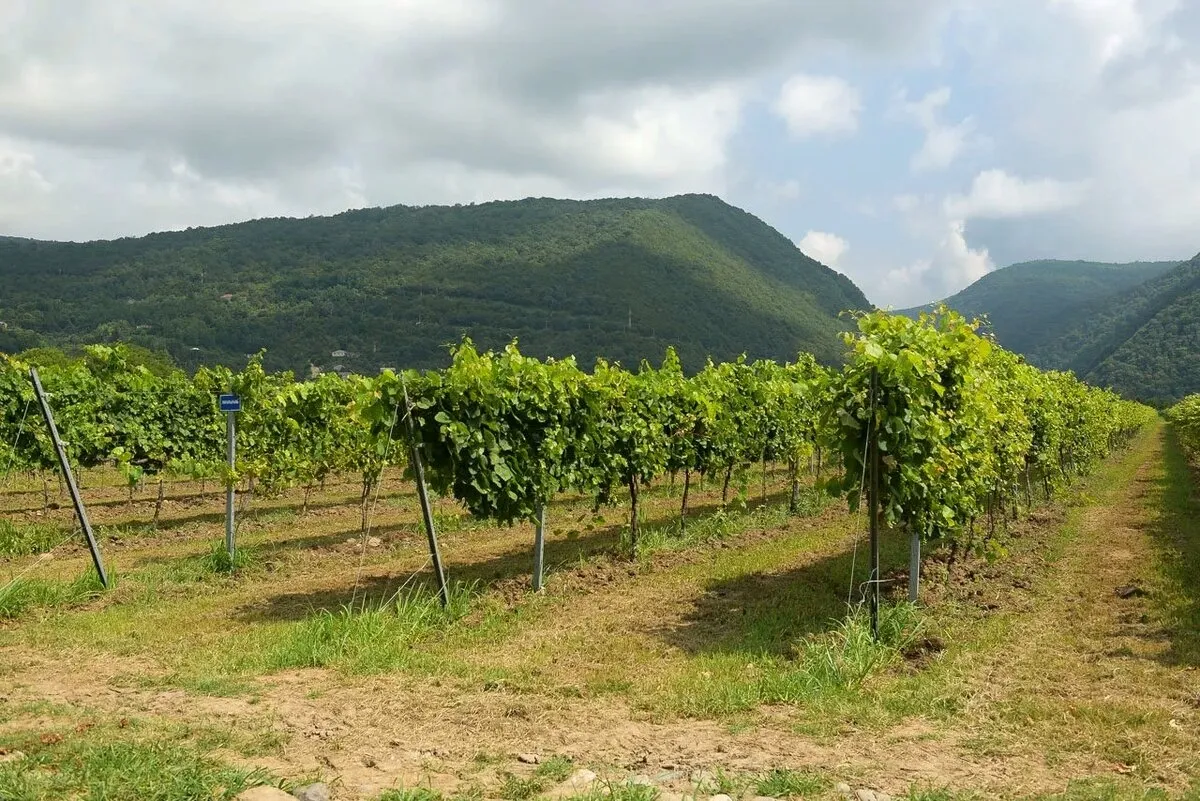 Виноделие в КЧР: есть ли местные вина?