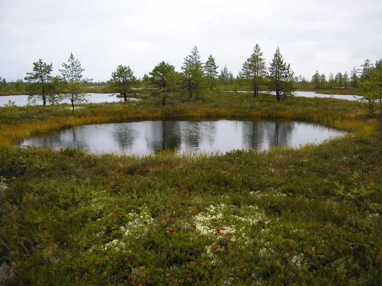 Болото Долгое: уникальная экосистема и маршруты для наблюдения за птицами