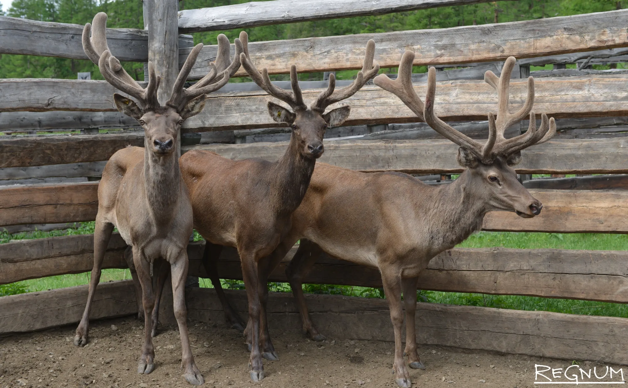 Маральники: фермы по разведению оленей маралов