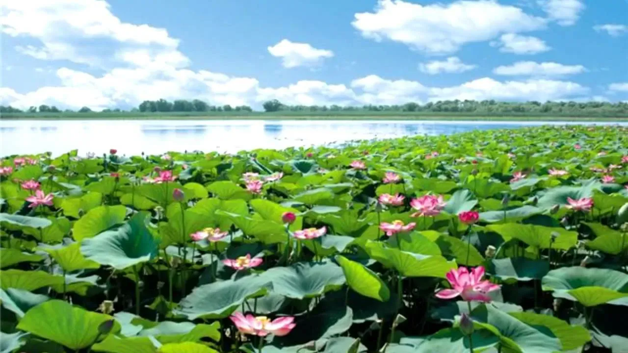 Лотосы в Астраханской области: где и когда цветут знаменитые цветы