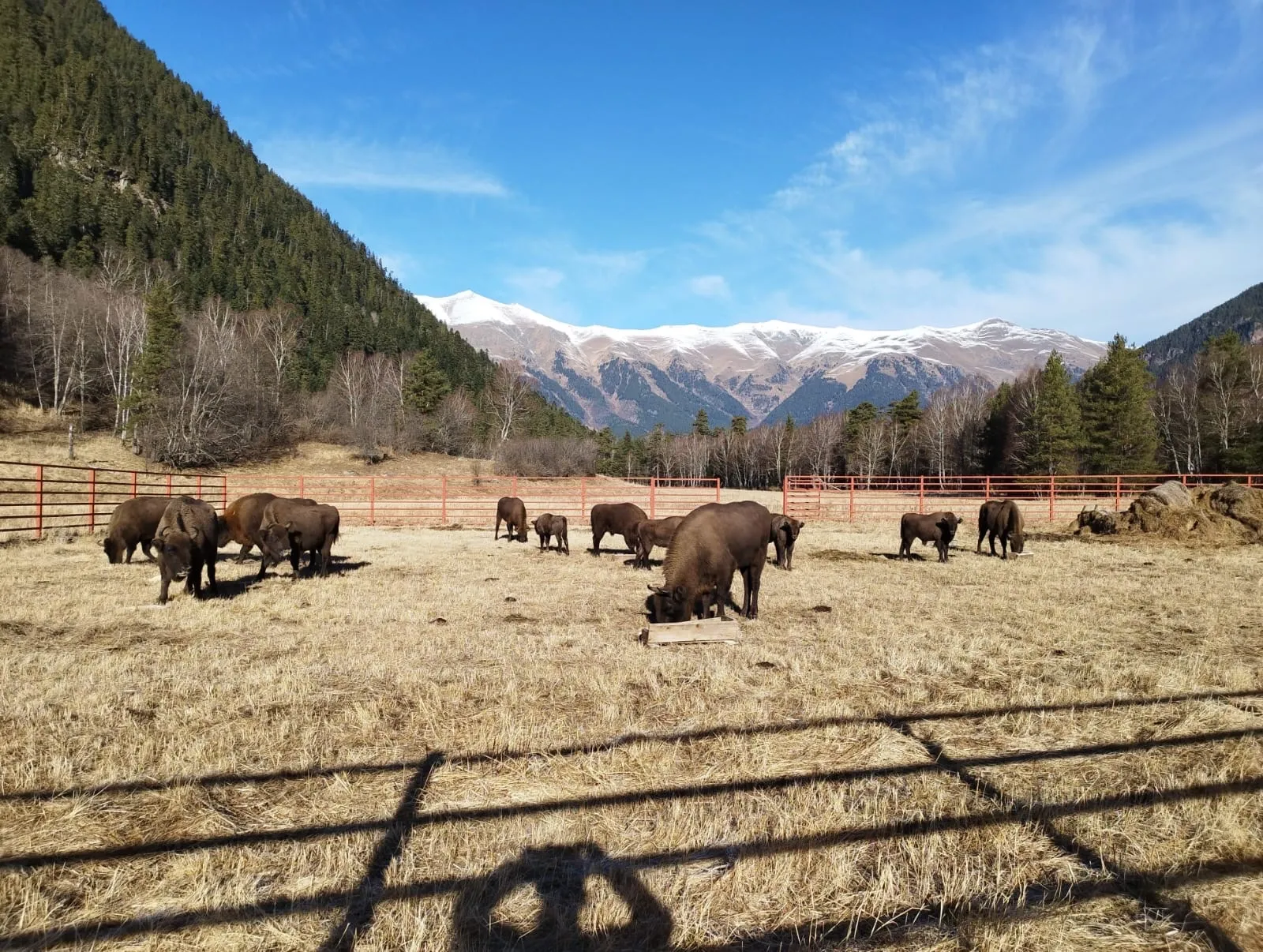 Где увидеть диких зубров в Карачаево-Черкесии