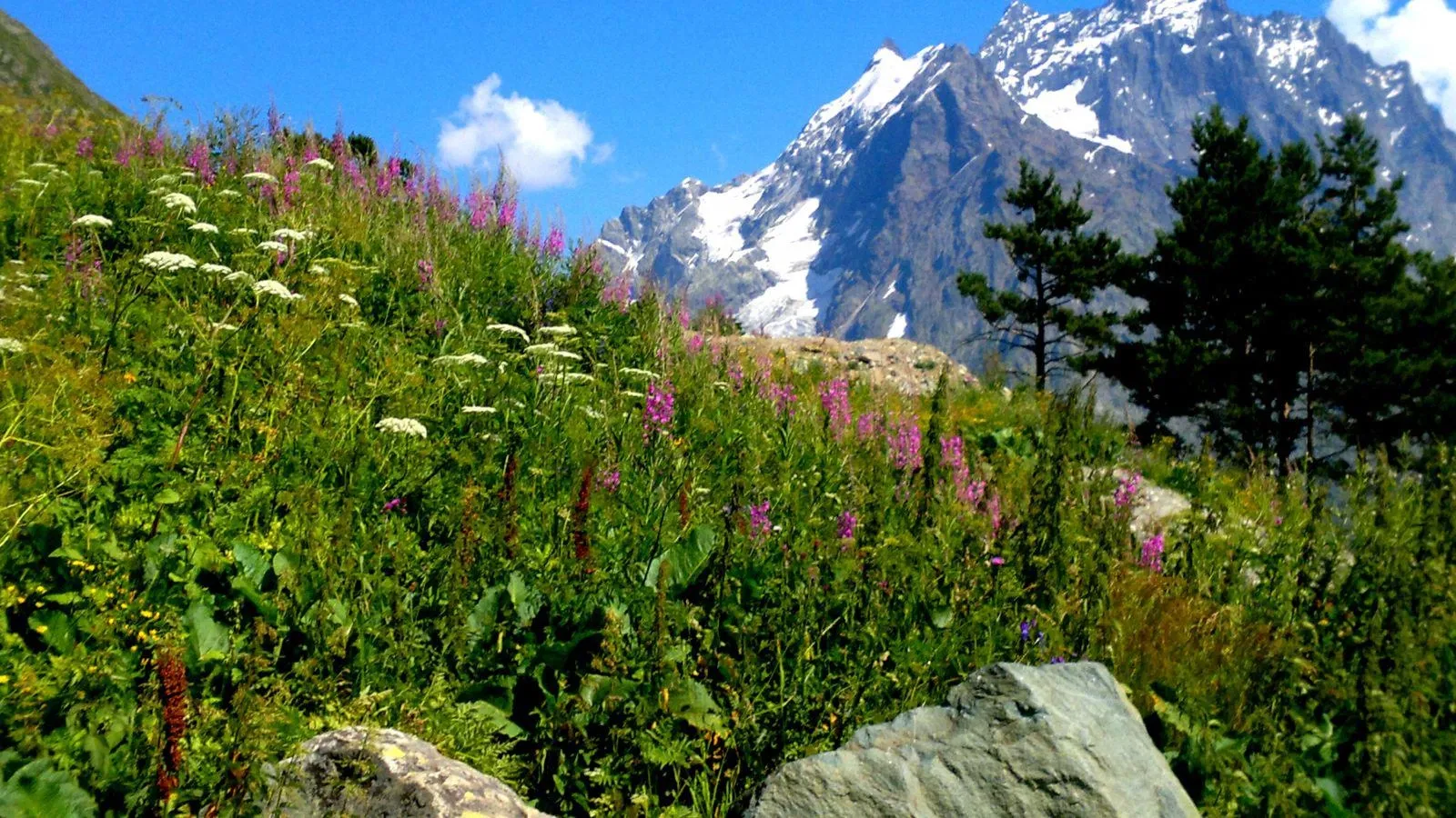 Ботанический сад в Теберде: альпийские цветы и лечебные травы