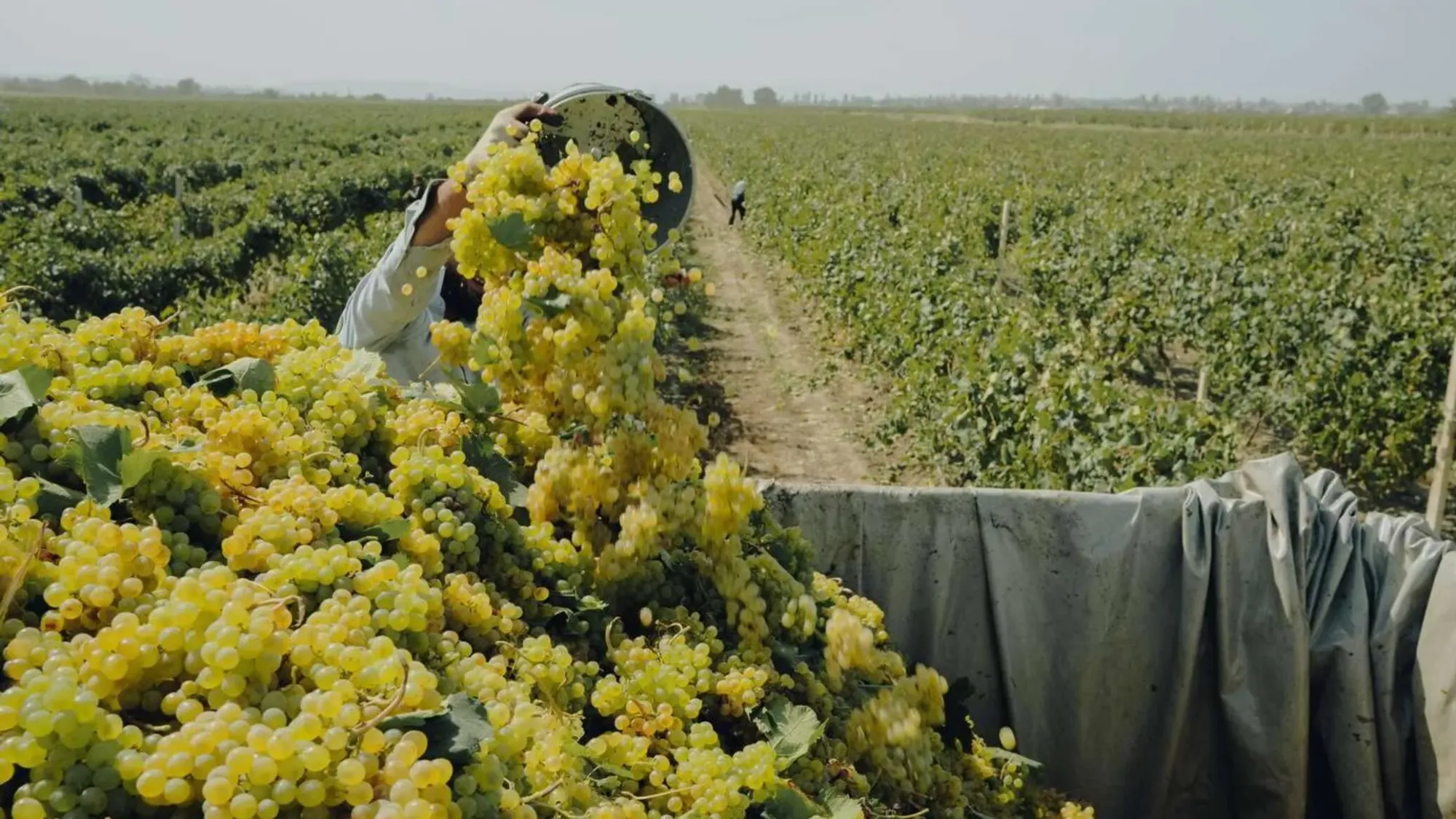 Виноделие в Дагестане: древняя традиция и современные виноделы