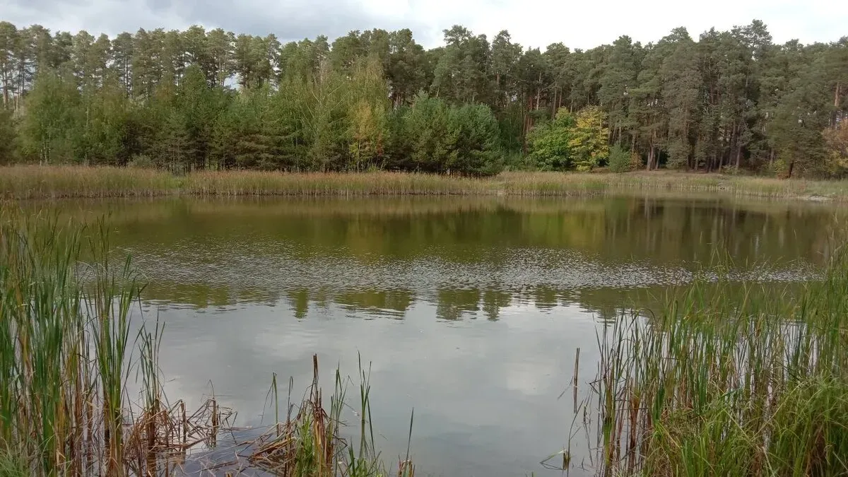 Озеро Лебяжье в Егорьевском районе: орнитологический заказник