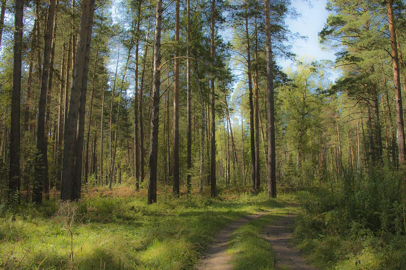 Ленточный бор: уникальный сосновый лес вдоль реки Оби