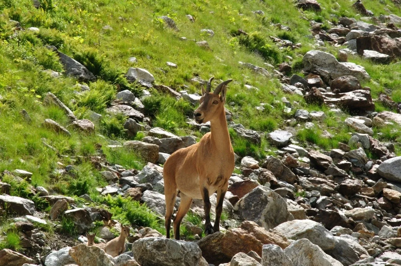 Тебердинский заповедник: природное наследие всего Кавказа