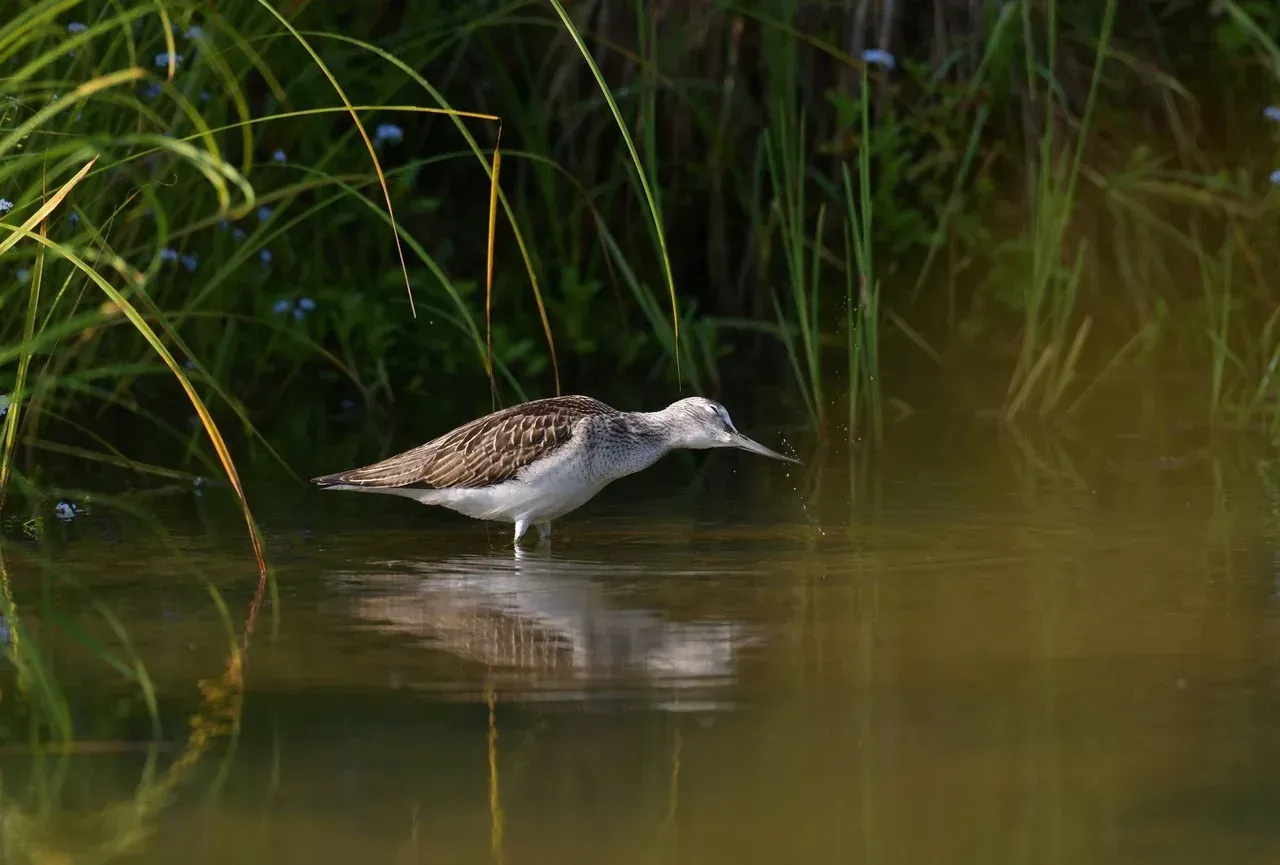Экотур 'Птицы Тульской области: орнитологические маршруты'