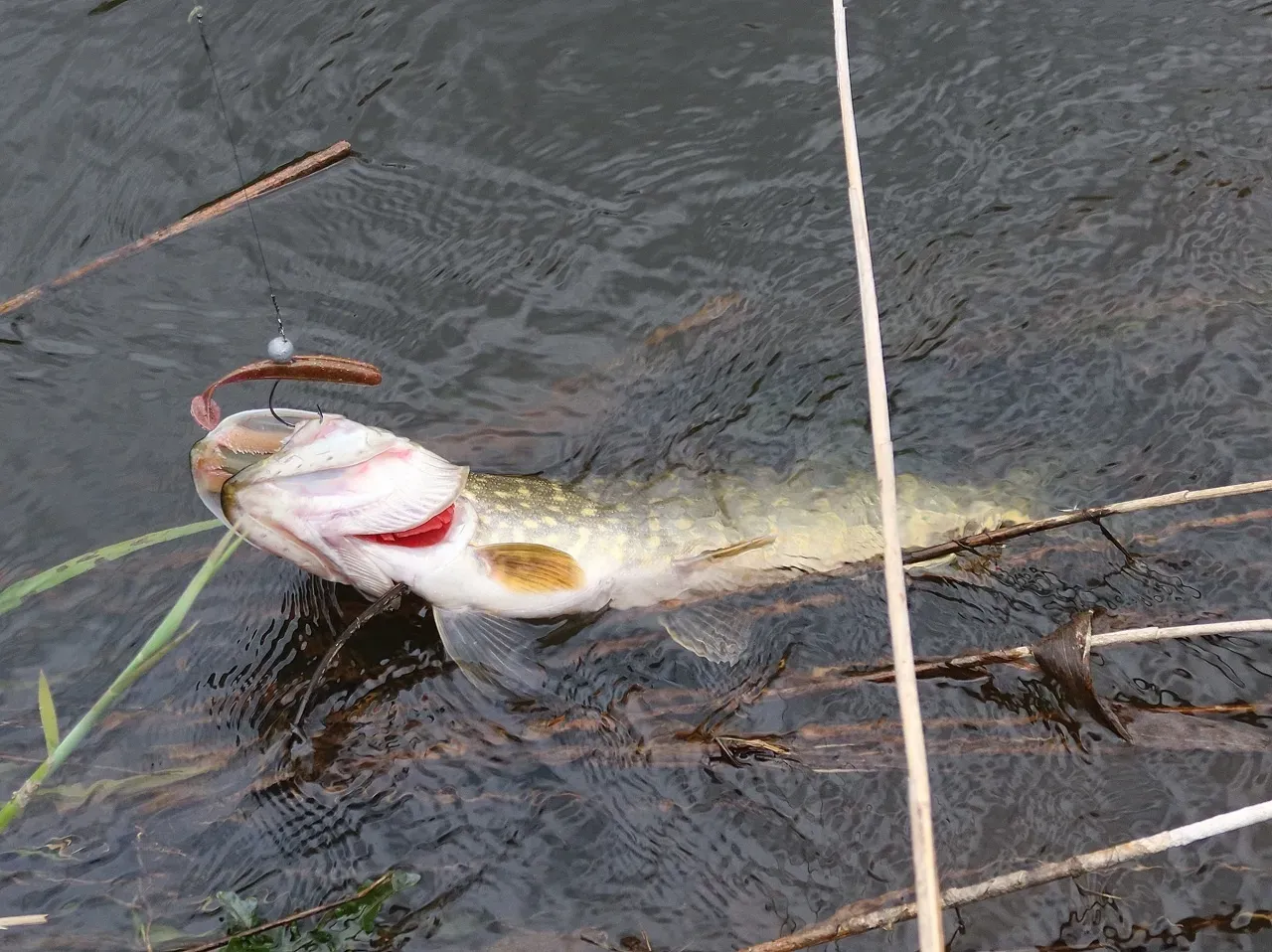 Озеро Тихое: рыбалка на щуку и окуня