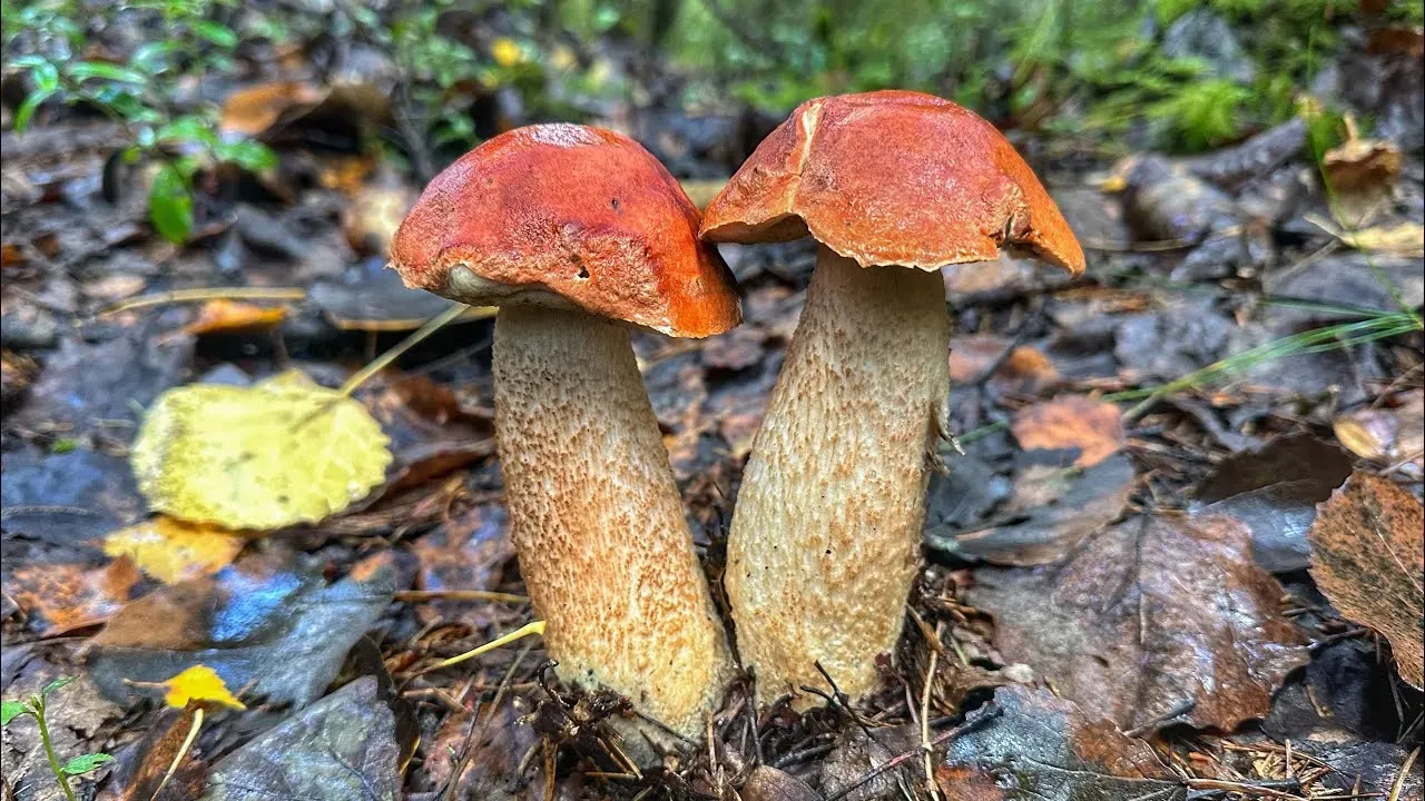 Осенняя грибная охота: карта мест и правила в Новгородской области