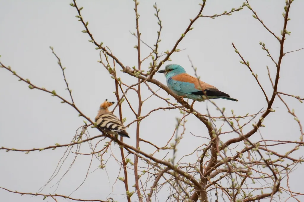 Птицы Астраханского заповедника: рай для орнитологов и фотографов