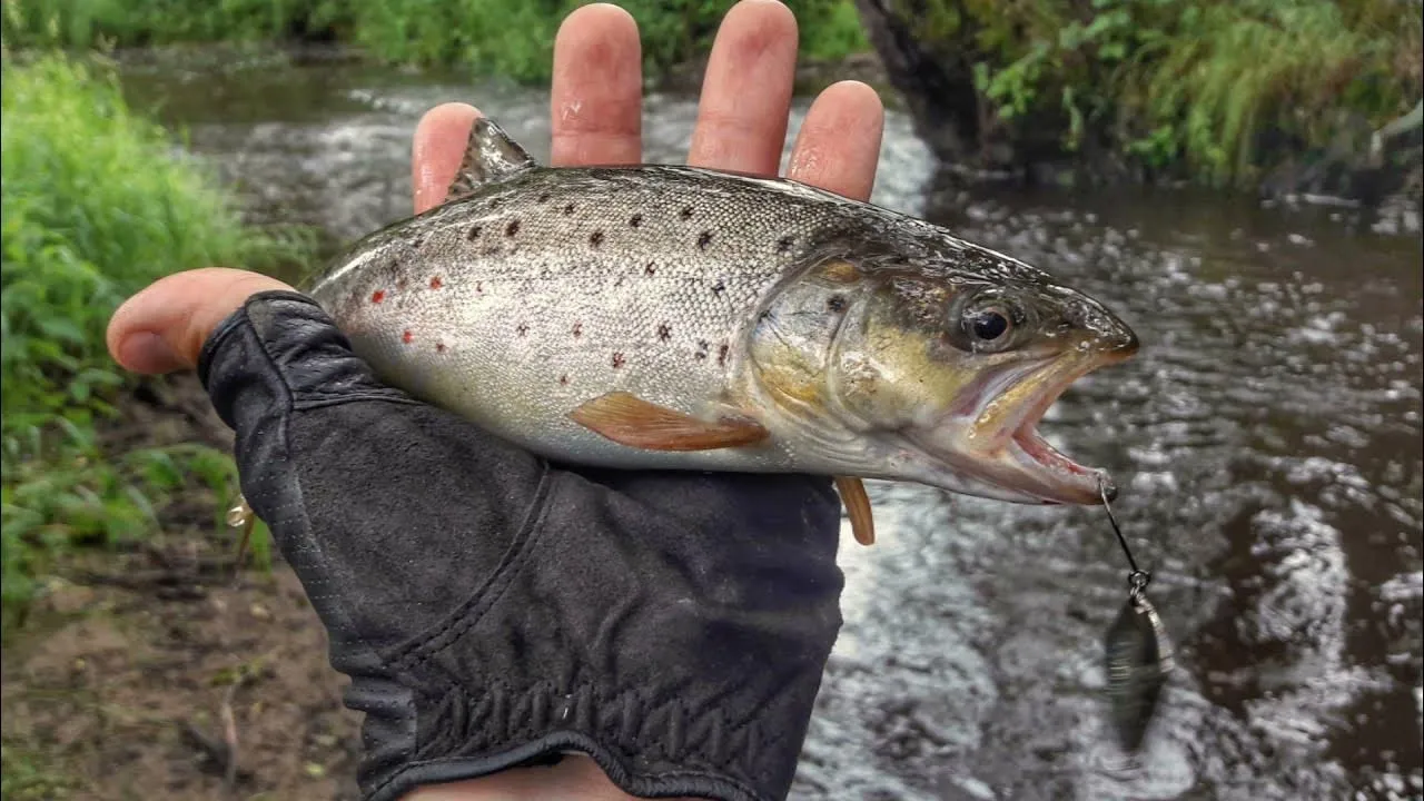 Рыбалка в реках Карачаево-Черкесии: где ловить форель и хариуса