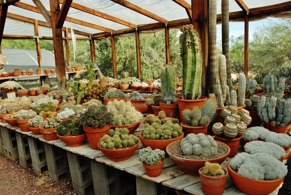 Ферма кактусов в мошаве Талмей-Йосеф