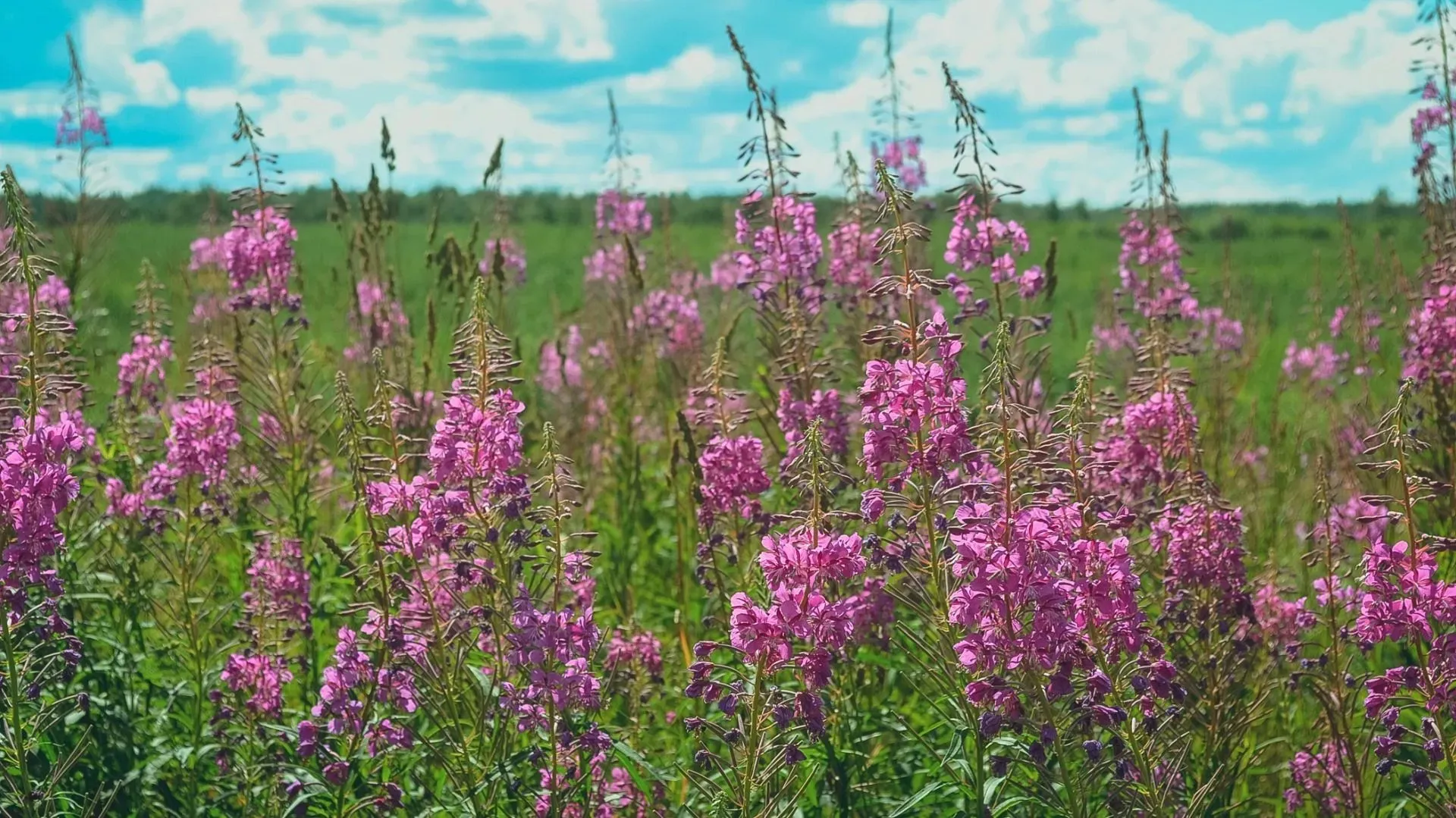Иван-чай из Новгородских лугов